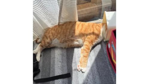 寝ている猫