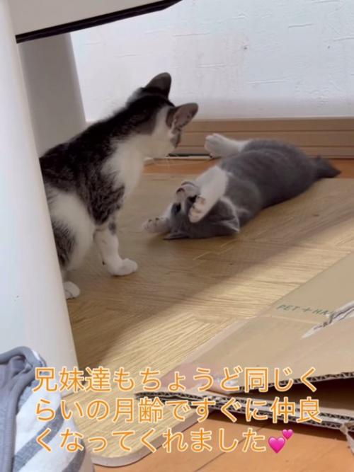 仰向けの子猫