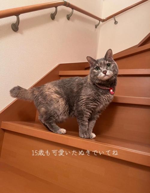 階段にいる猫