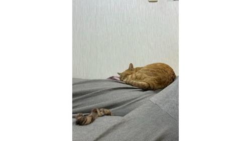 寝ている猫とシュシュ