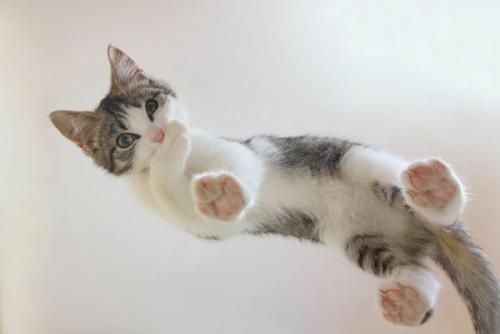 ガラスの上に立っている子猫