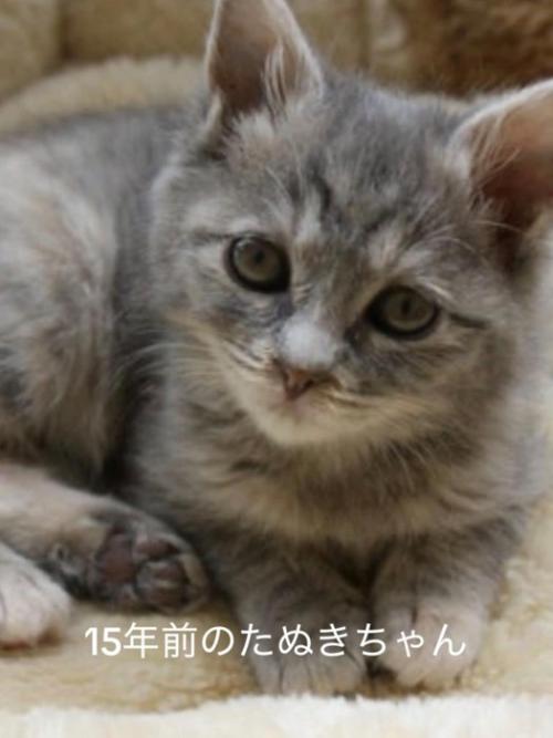 子猫の顔