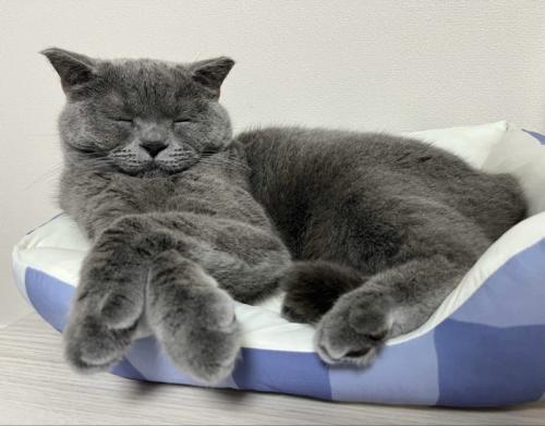 ペット用ベッドの上で目を閉じて寝転がる猫