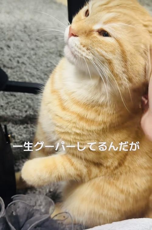 飼い主さんに撫でられて前足をグーパーするマンチカン