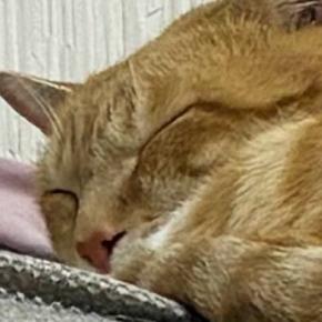 『本当にビックリした』→眠っている猫のそばにあった『まさかのモノ』とは…「私なら心臓止まってた」「確かに見えるｗ」驚きの光景が話題に