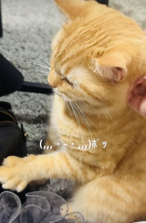 飼い主さんに撫でられて前足をグーパーするマンチカン