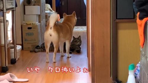 クロ怖いよぉ