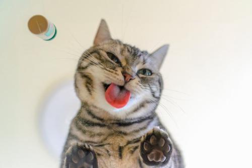 陽気な猫