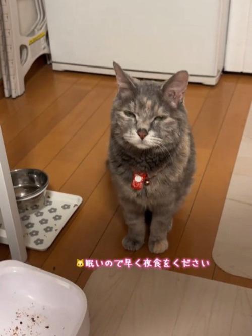 眠そうな顔の猫