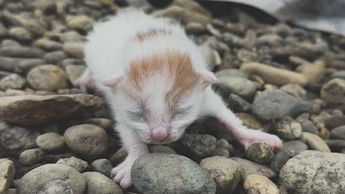 川辺にいる小さな子猫