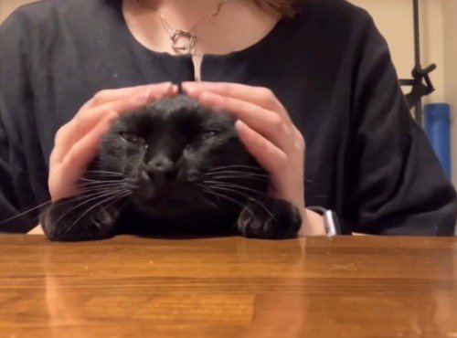 飼い主の手で頭を覆われてまどろむ猫