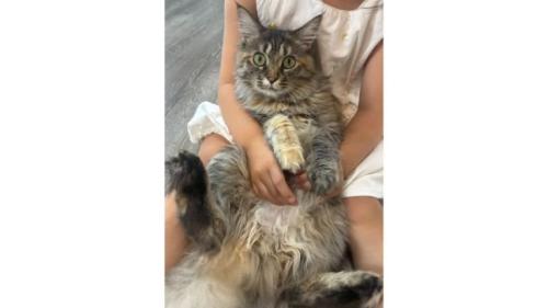 抱かれている猫