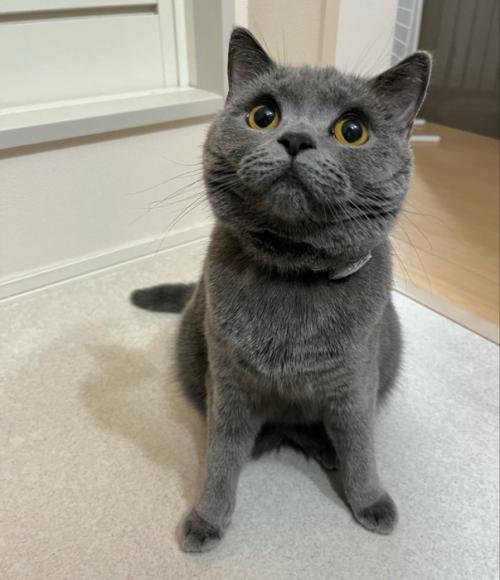 飼い主を見上げる猫