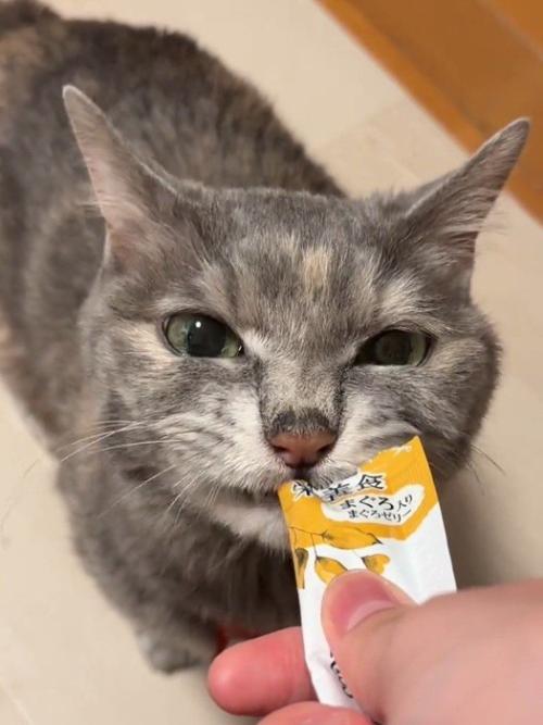 おやつを食べる猫
