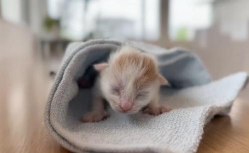 タオルにくるまれた子猫
