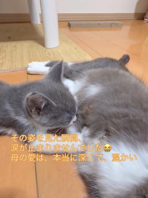 お乳を飲む子猫