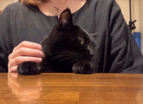 視線を横に向ける猫