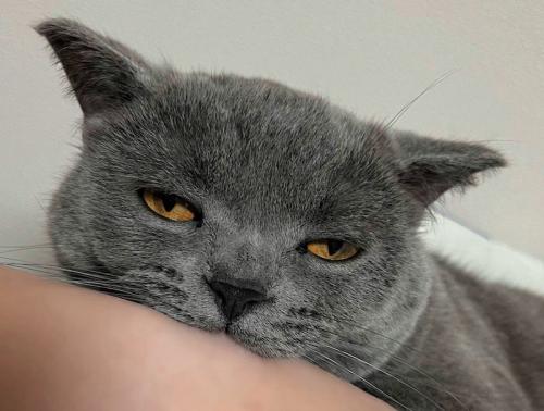 眠くて目が半開きになっている猫