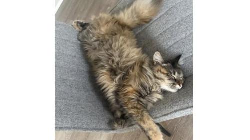 室内にいる猫