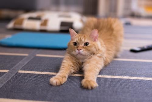 伸びをする猫(マンチカン)