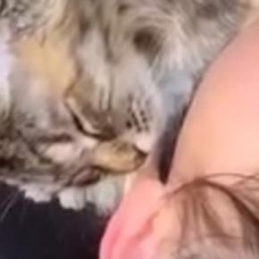 猫を優しく抱き寄せて寝かしつける女の子……涙が出るほど『尊い光景』に１万いいね「手の動きがまさにお母さん」「お互い大好きなんだね」