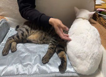 どけない猫と下敷きになった猫