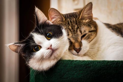 寄り添って眠る猫