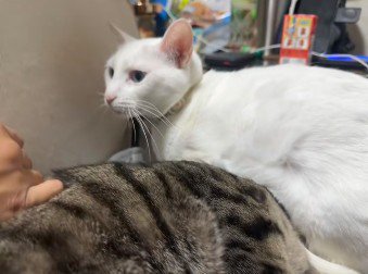 動かない猫