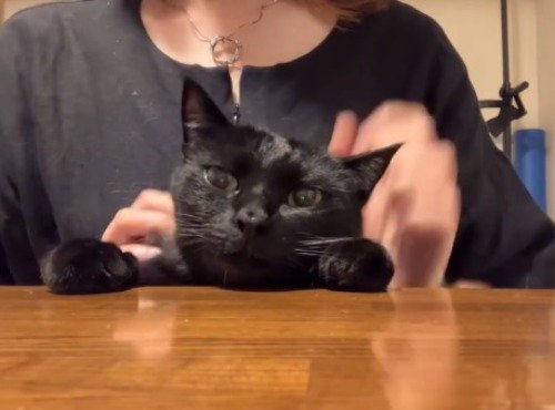 猫の頭から手を放す飼い主