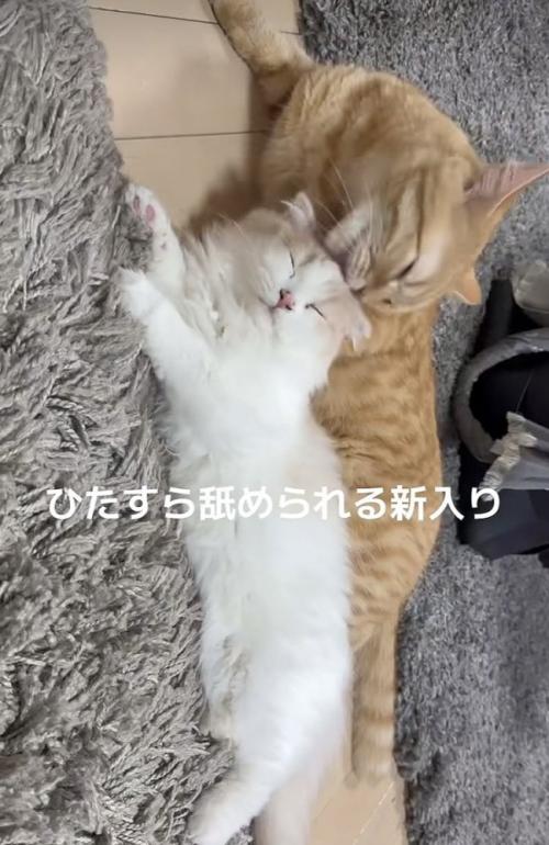 スコティッシュフォールドをグルーミングするマンチカン