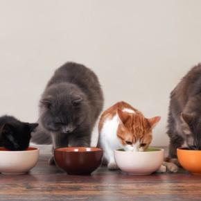 猫の『療法食』について知っておくべき知識4つ　一般的なフードとの違いや適切な与え方を解説