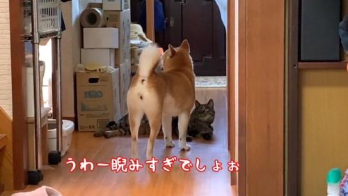 睨みすぎでしょぉ