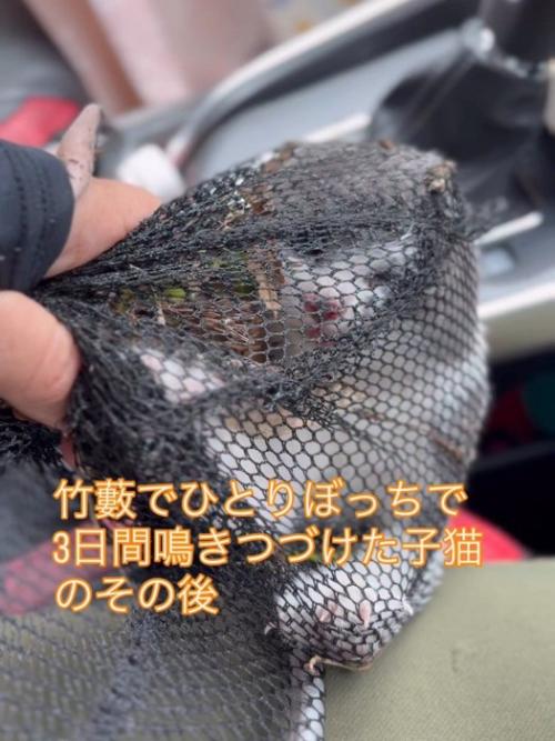 網の中にいる子猫