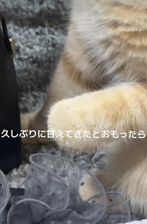 飼い主さんに撫でられて前足をグーパーするマンチカン