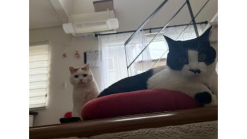 室内にいる猫たち