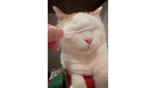 綿棒と猫
