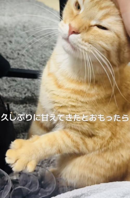 飼い主さんに頭を撫でられるマンチカン