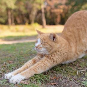 猫がグーッと『体を伸ばしている』ときの心理4つ　行動の意味や体にもたらす意外なメリットまで
