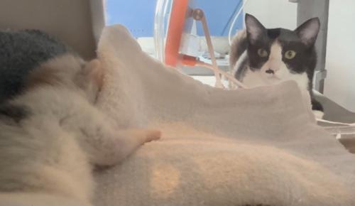 キャリーをのぞく先住猫2