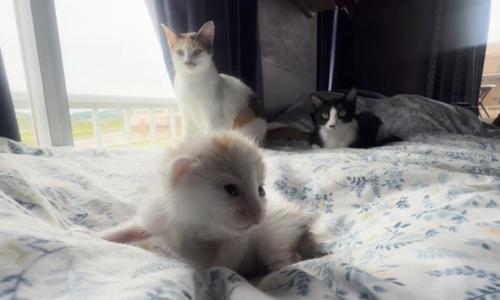 モコちゃんと先住猫たち