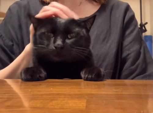 猫の頭に手を乗せる飼い主