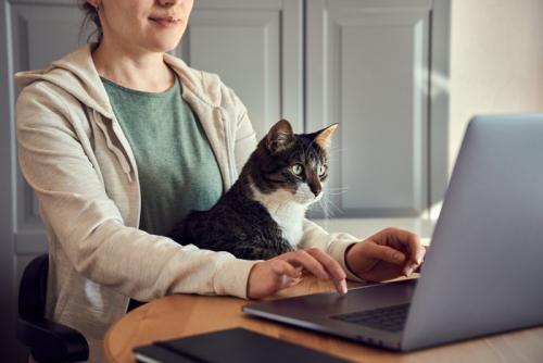 猫と調べもの