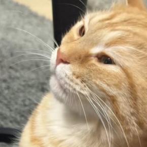 猫が『久しぶりに甘えてきた』と思ったら…『おてての動き』を見ると→尊すぎる光景が94万再生「超絶可愛い」「赤ちゃんの気持ちなのね」