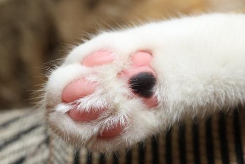 少し毛の伸びた肉球