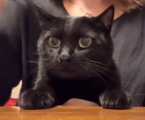 テーブルに前足を乗せている猫