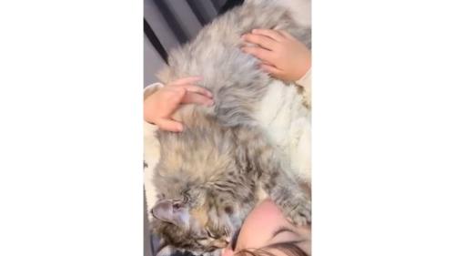 抱かれている猫