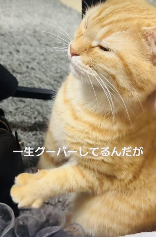 飼い主さんに撫でられて前足をグーパーするマンチカン
