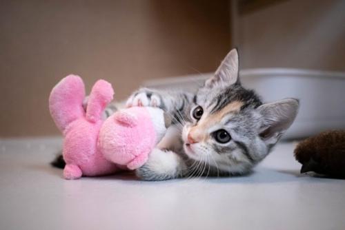 子猫