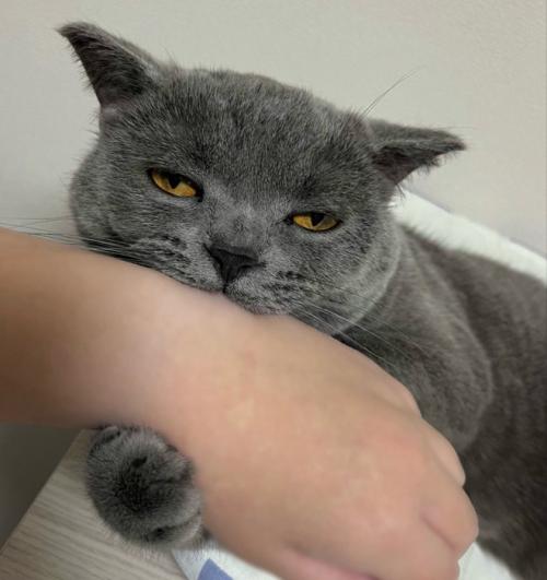 飼い主の手を甘噛みしながら眠気と闘う猫