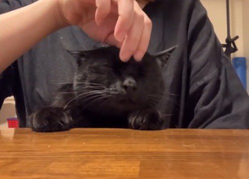飼い主に額を撫でられて目を閉じる猫